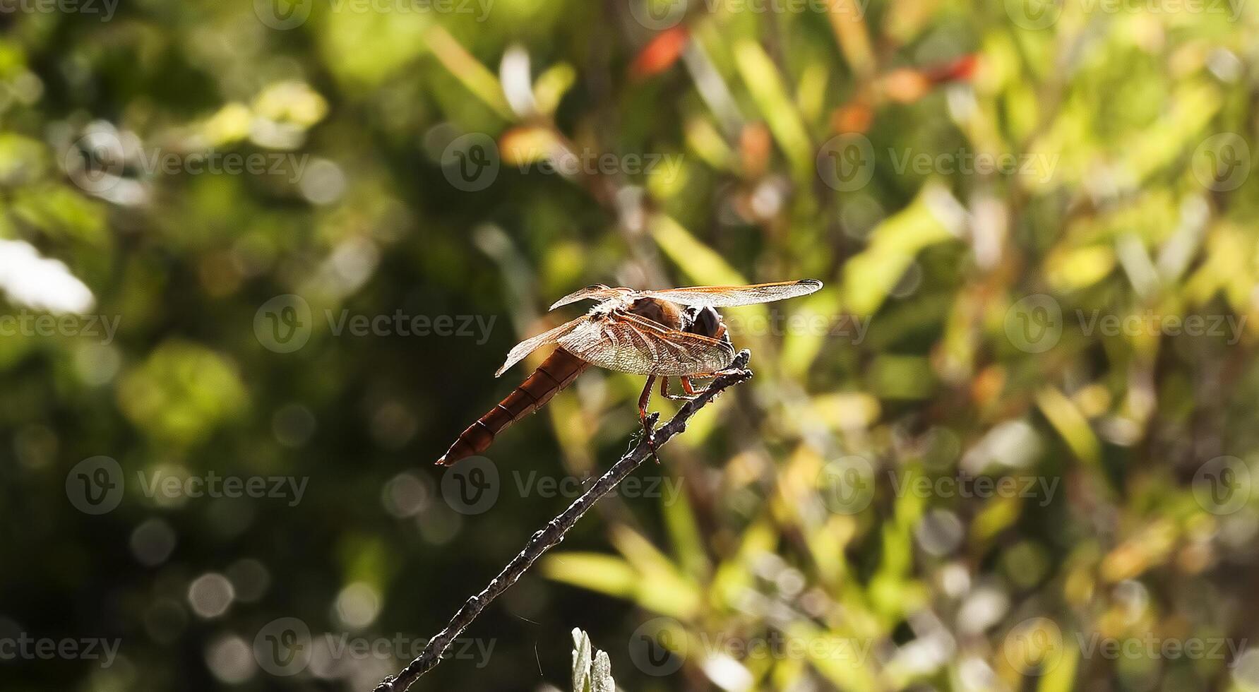 laranja libélula sentado em galho verde fundo foto