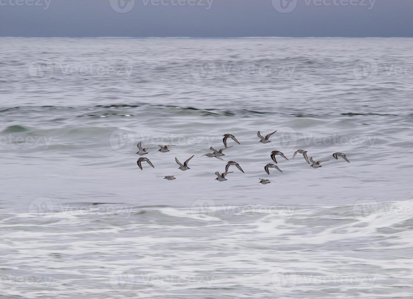 grupo do maçarico pássaros vôo sobre oceano água foto