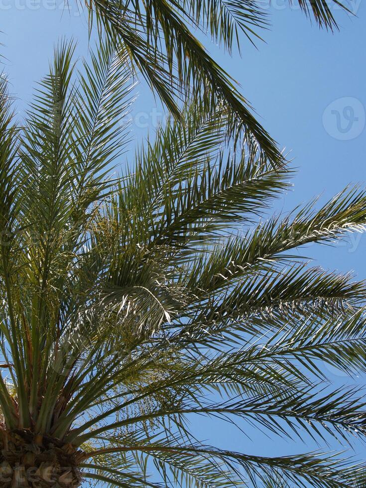 olhando acima às verde Palma árvore frondes contra azul céu foto