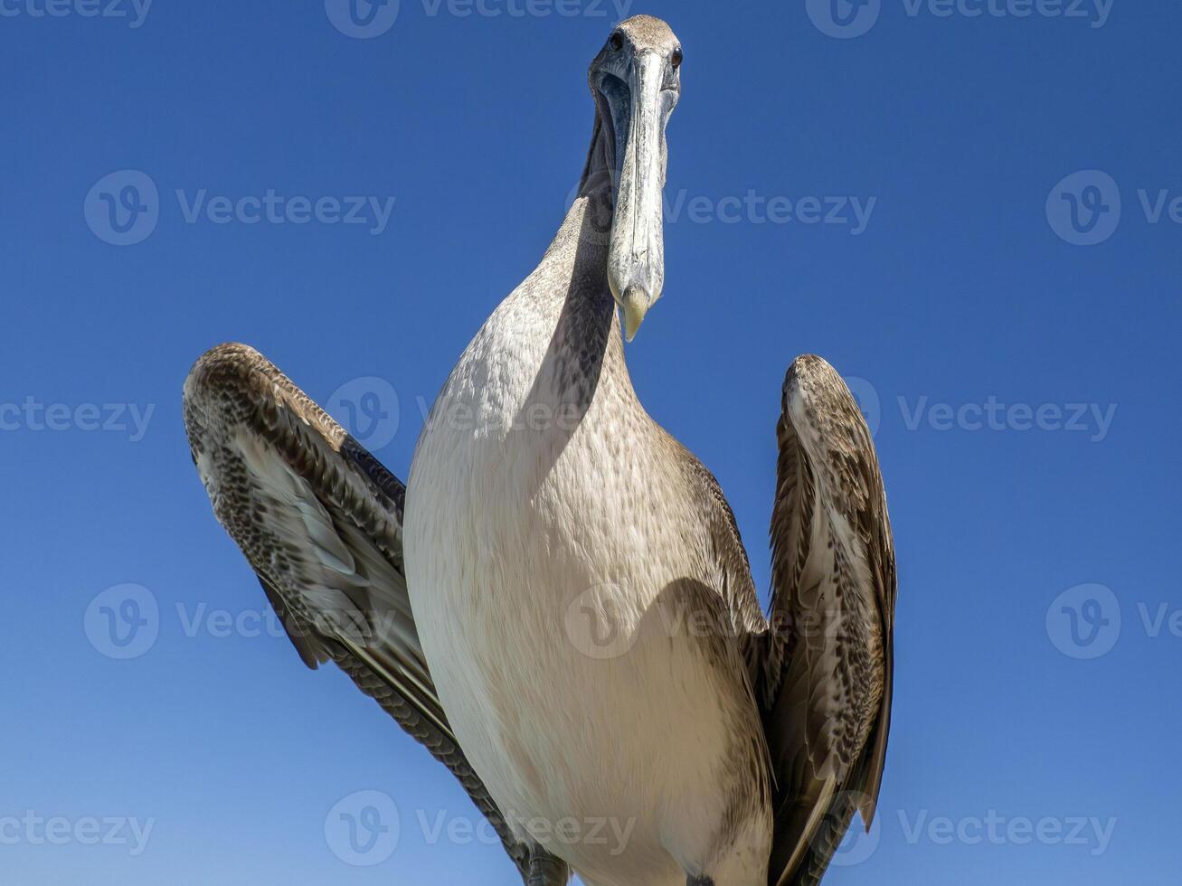 pelicanos dentro Baja Califórnia sur México, Madalena baía foto