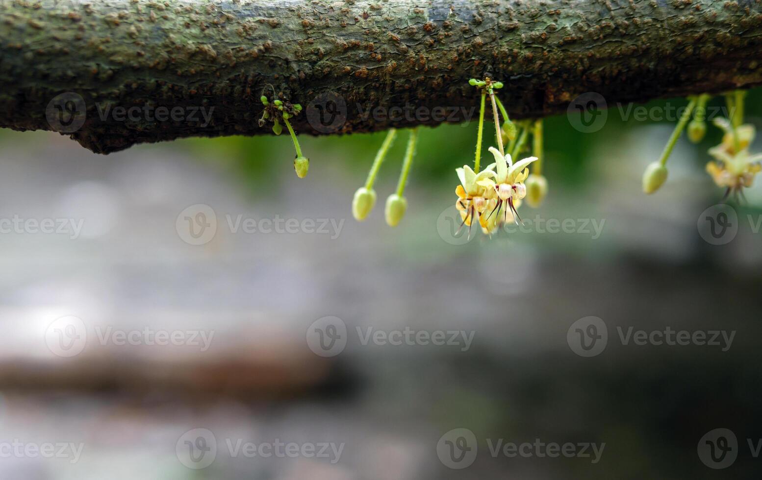 cacau flores theobroma cacau em crescendo árvore tronco, cacau flores e frutas em cacau árvore para a fabricação do chocolate foto