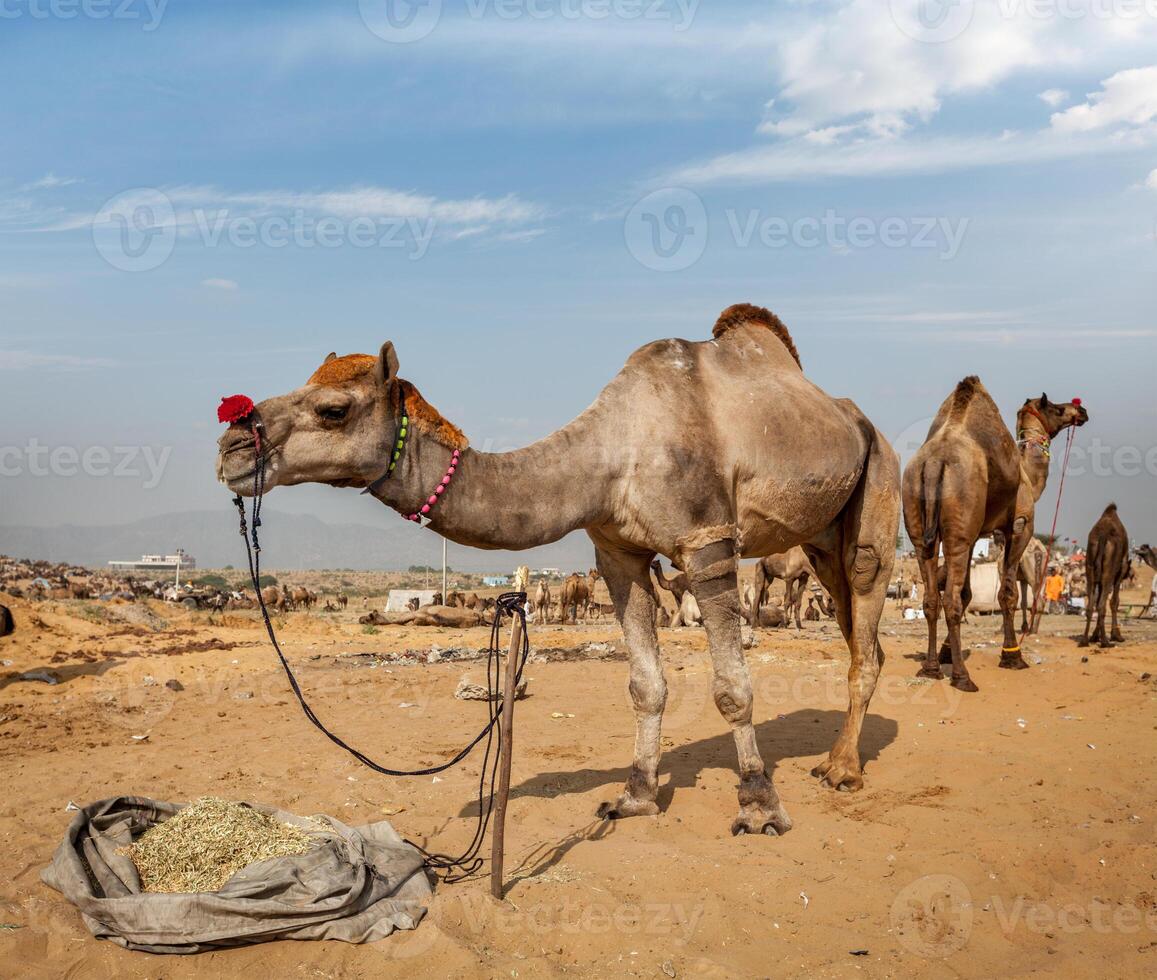 camelos às pushkar mela pushkar camelo justo, Índia foto