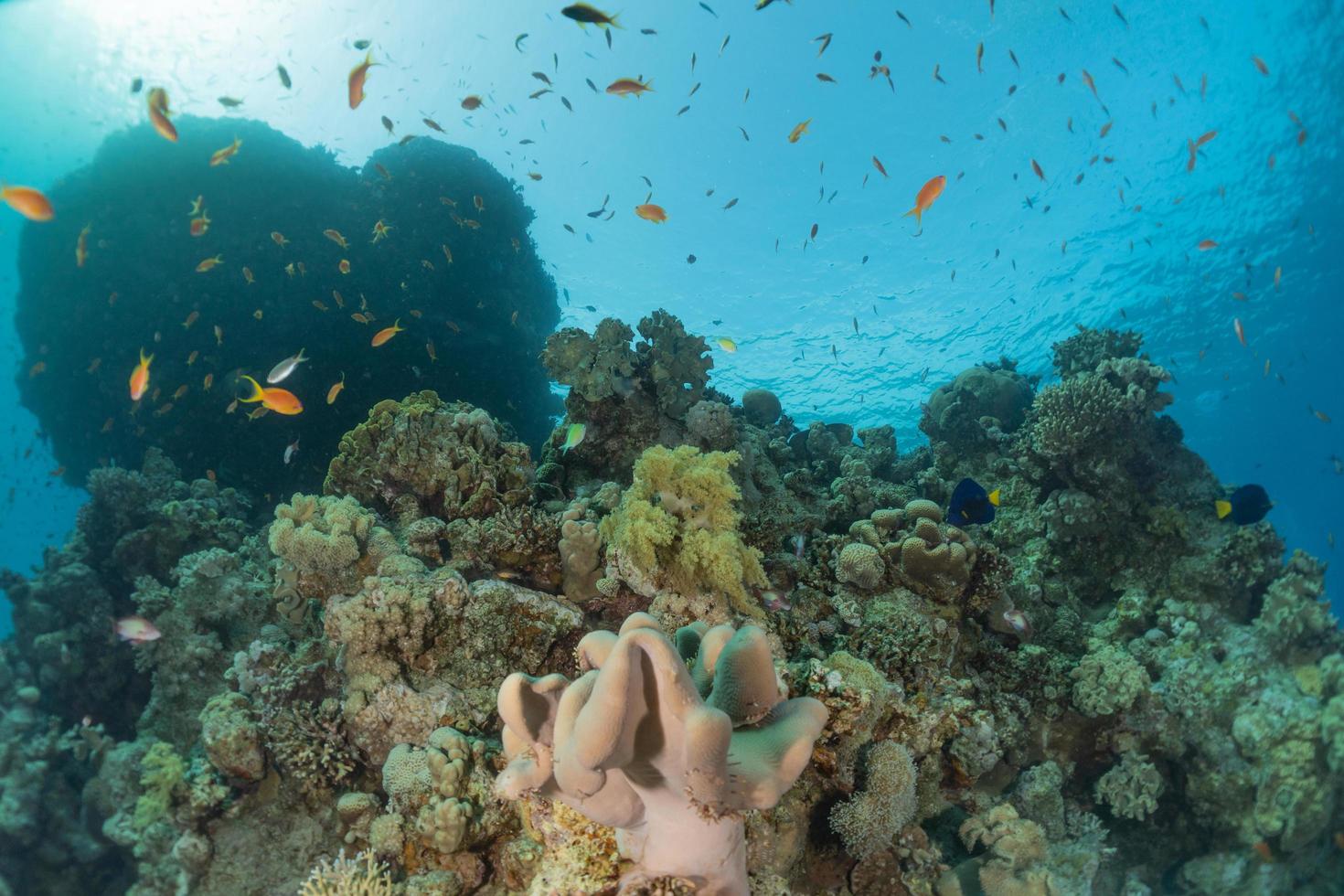 recife de coral e plantas aquáticas no mar vermelho, eilat israel foto