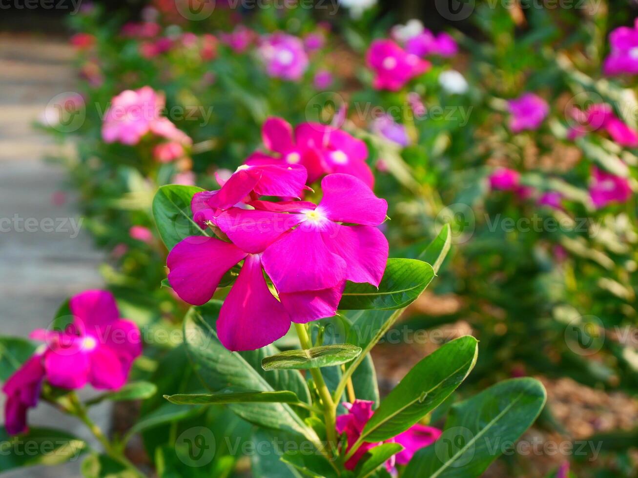 Rosa capa pervinca flor com verde folhas debaixo a luz solar foto