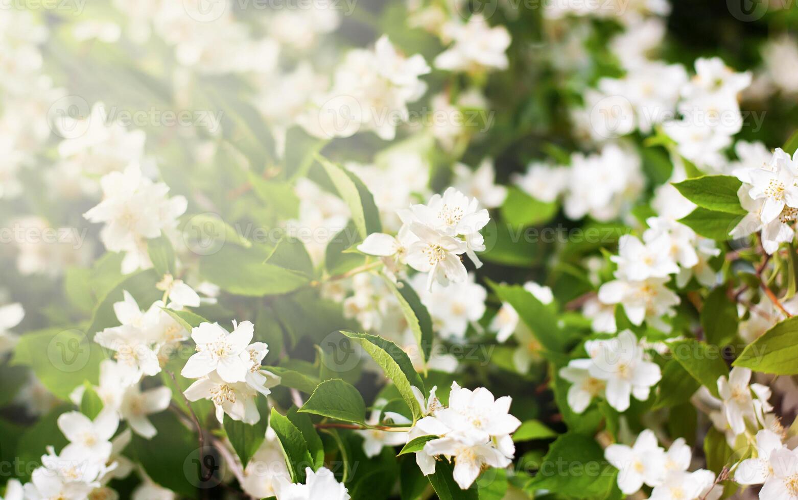 Primavera natural fundo com florescendo jasmim arbusto e raios de sol. brilhante ensolarado dia. Lugar, colocar para seu texto. seletivo foco. foto