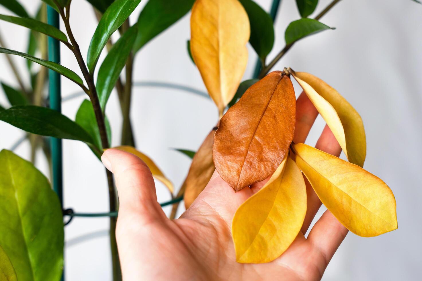 uma mulher mão detém uma amarelado galho do zamioculcos. impróprio Cuidado do plantas de casa. fechar-se. seletivo foco. foto