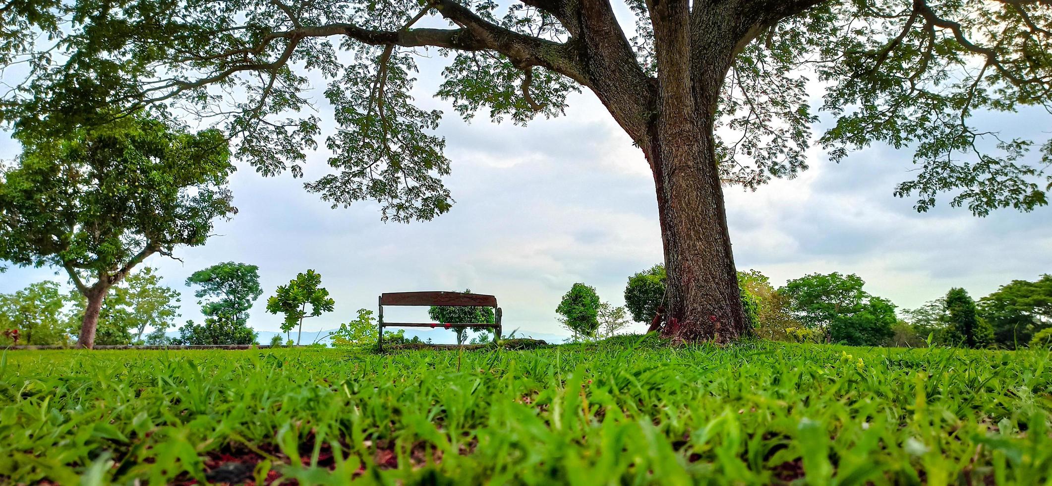 gramado, árvores e cadeiras no jardim foto