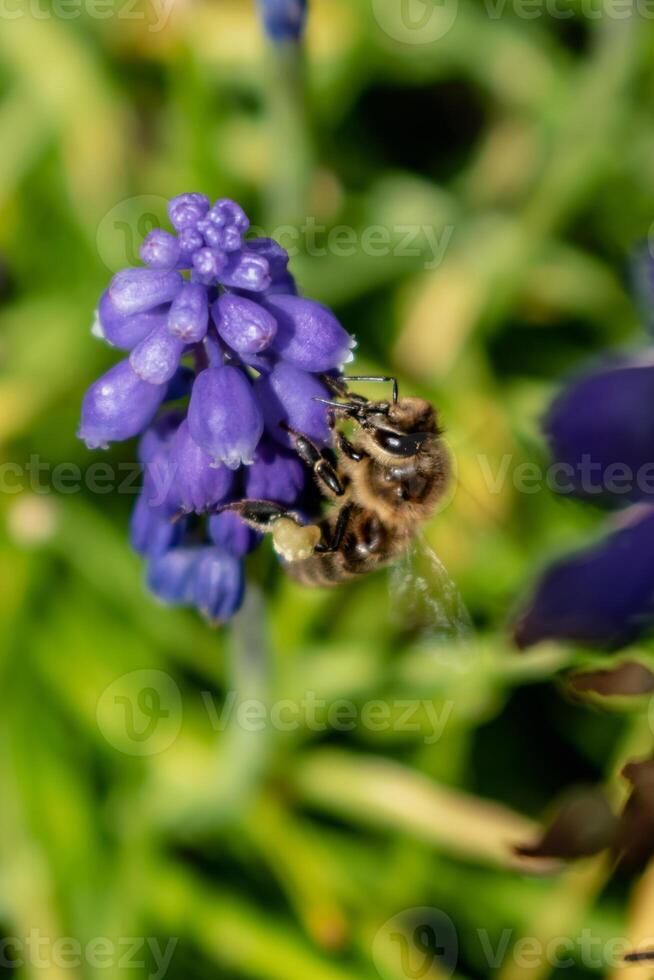 abelha colecionar pólen em uma uva jacinto dentro uma jardim às primavera, muscari armeniacum foto