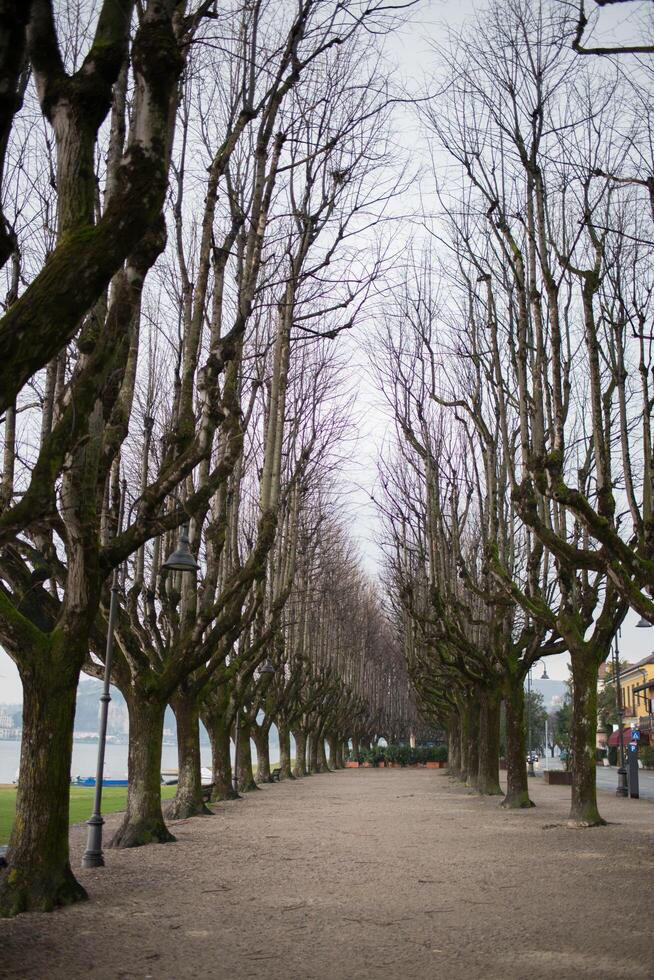 passeio com árvores sem folhas ao longo ambos lados foto