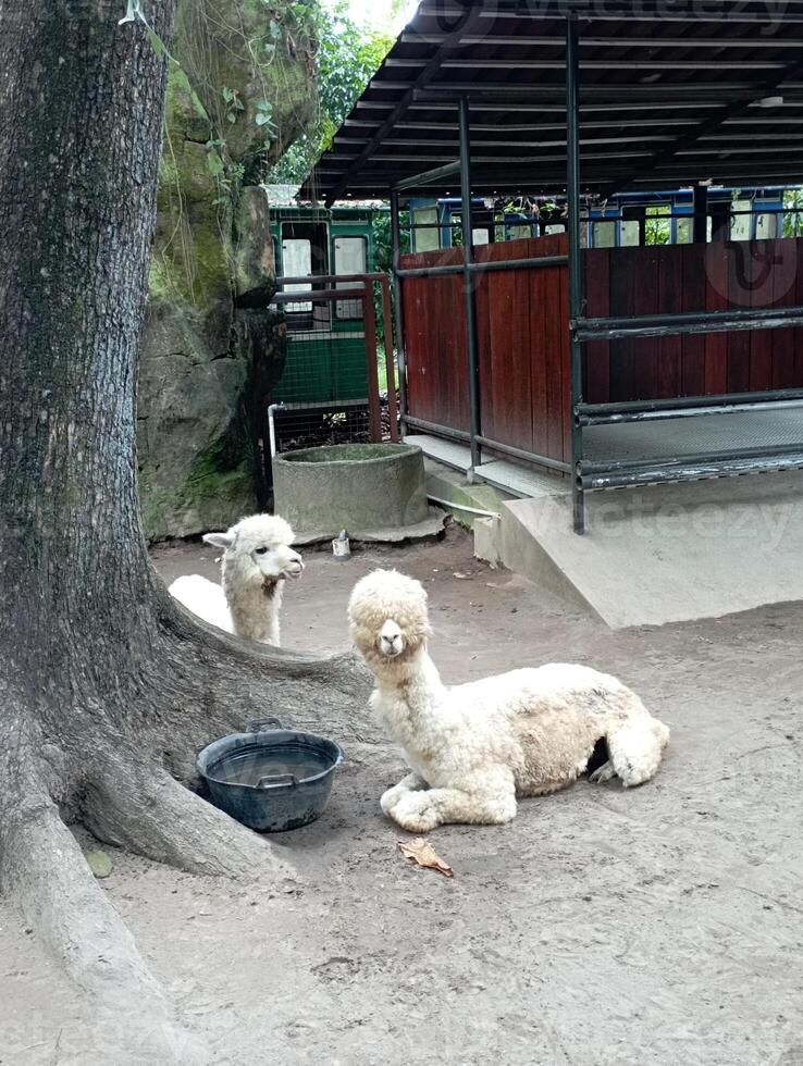 foto do lhama animais às a jardim zoológico