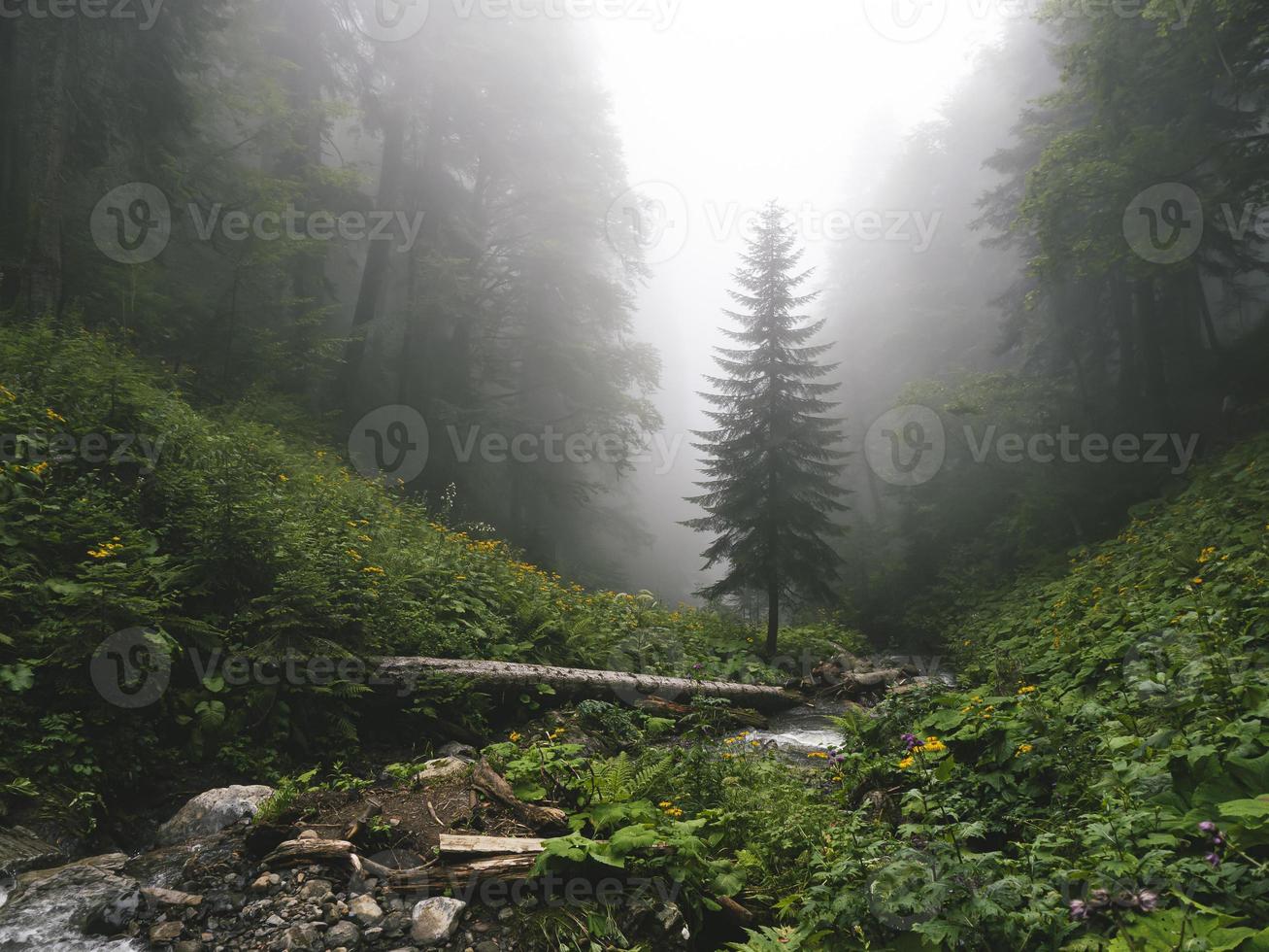 bela floresta das montanhas do Cáucaso no nevoeiro. Rússia foto