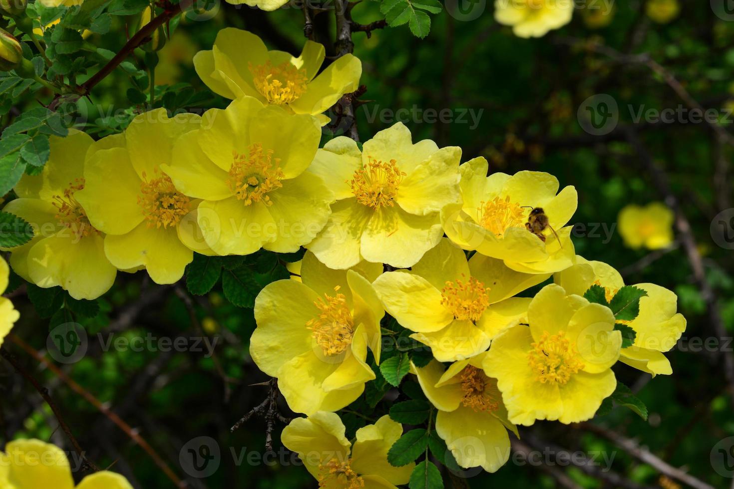 uma foto em close de flores de rosa mosqueta amarela