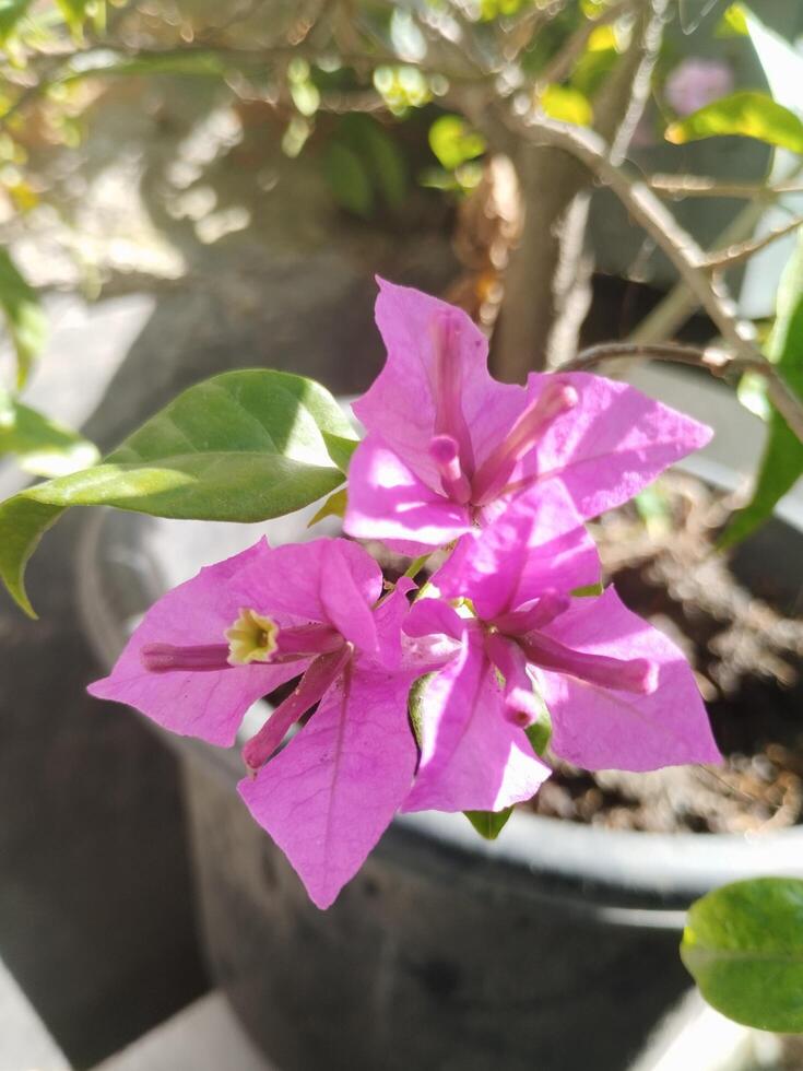 criativo disposição fez do verde folhas e roxa flor.plana leigo.natureza consept foto