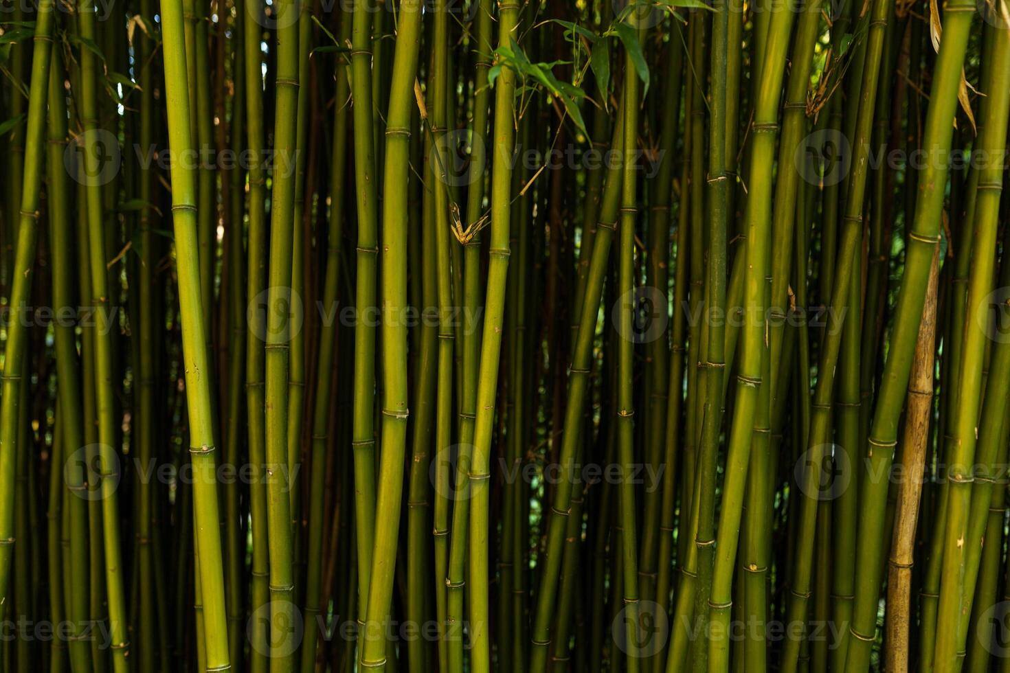 fresco bambu fundo foto