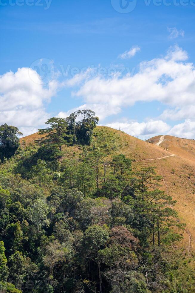 ta nang - phan estrume rota com Marco histórico entre 3 províncias através Relva colinas e florestas dentro música mao natureza reserva foto