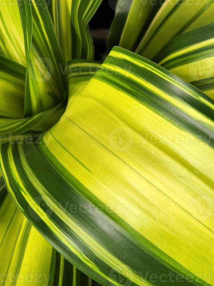 tela poupador com dracaena kopst. folhas do uma planta de casa foto