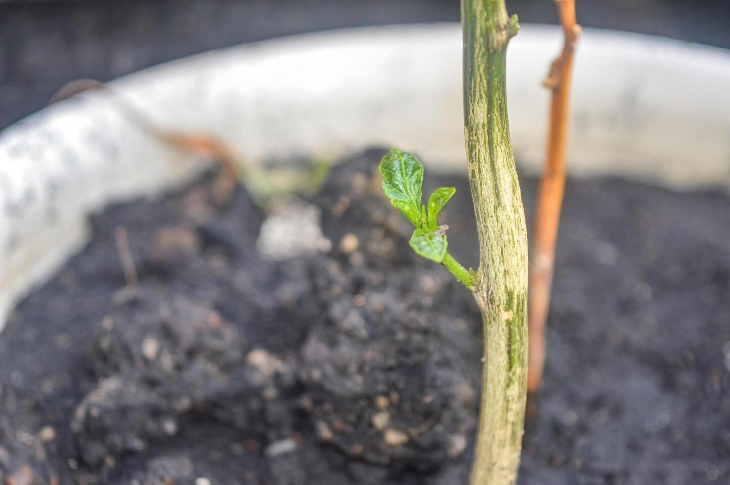 uma Pimenta plantar atirar, Indonésia foto