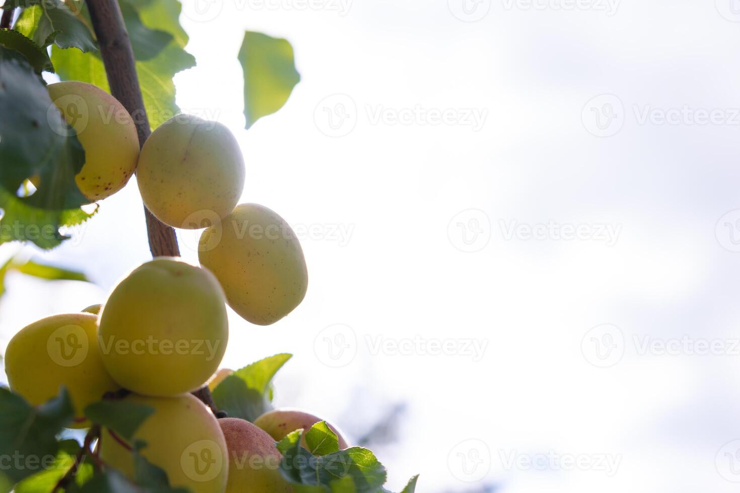 damascos com cópia de espaço para texto. orgânico cru fruta Produção foto