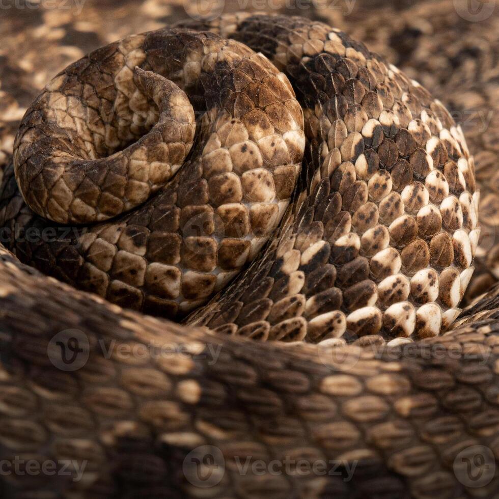 ocidental hognose cobra, heterodonte nasico, rabo foto