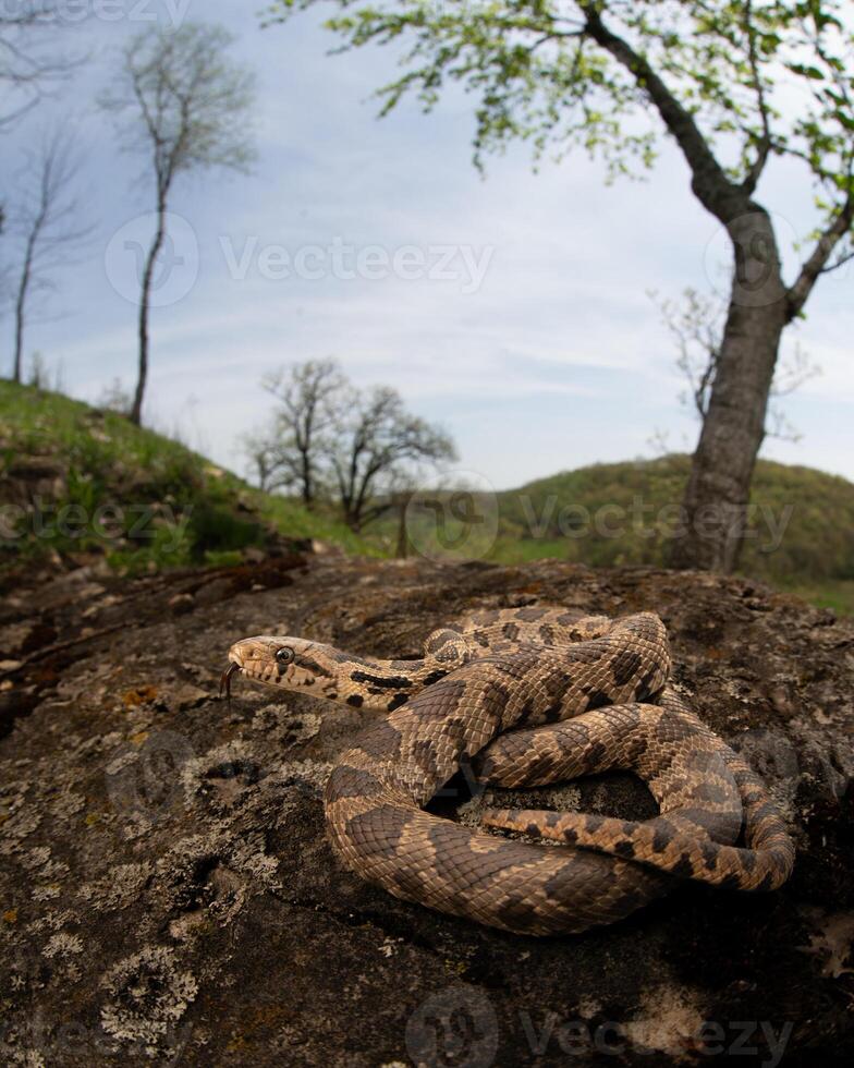 Oriental Raposa cobra, Pantherophis vulpino foto