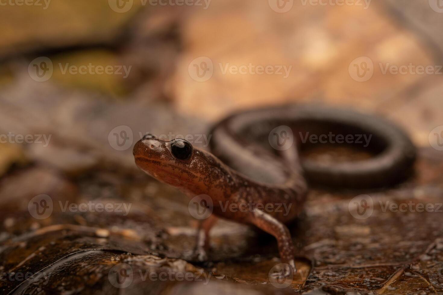 retorno dorso vermelho salamandra, pletodonte cinereus foto