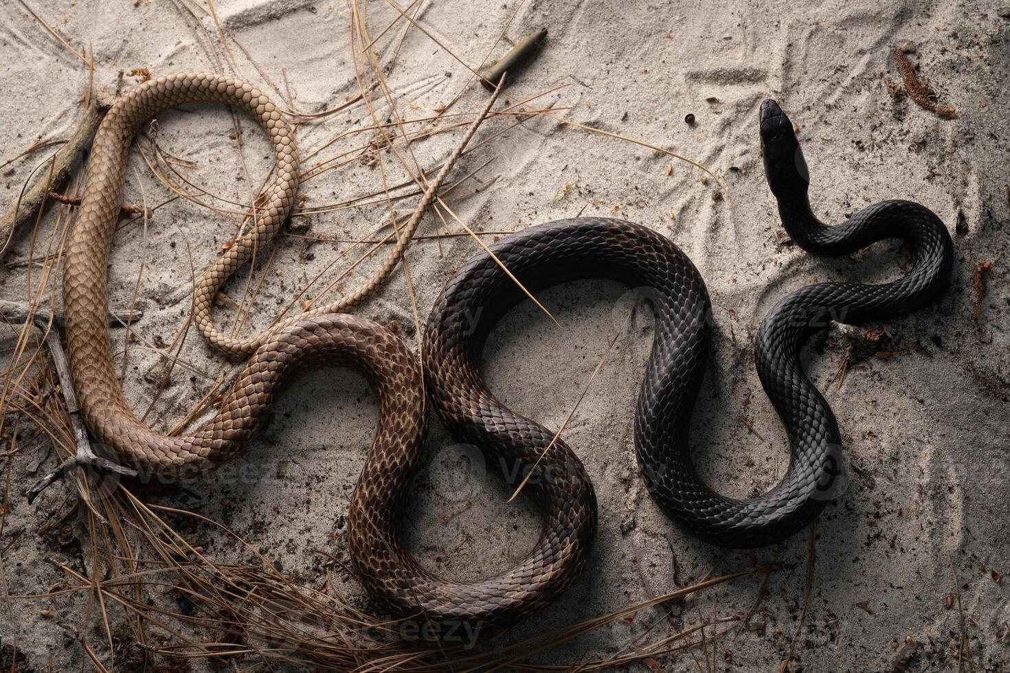 Oriental chicote, masticophis flagelo foto