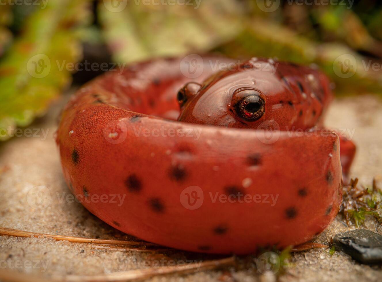 Oriental lama salamandra, pseudotritão montanus montanus foto