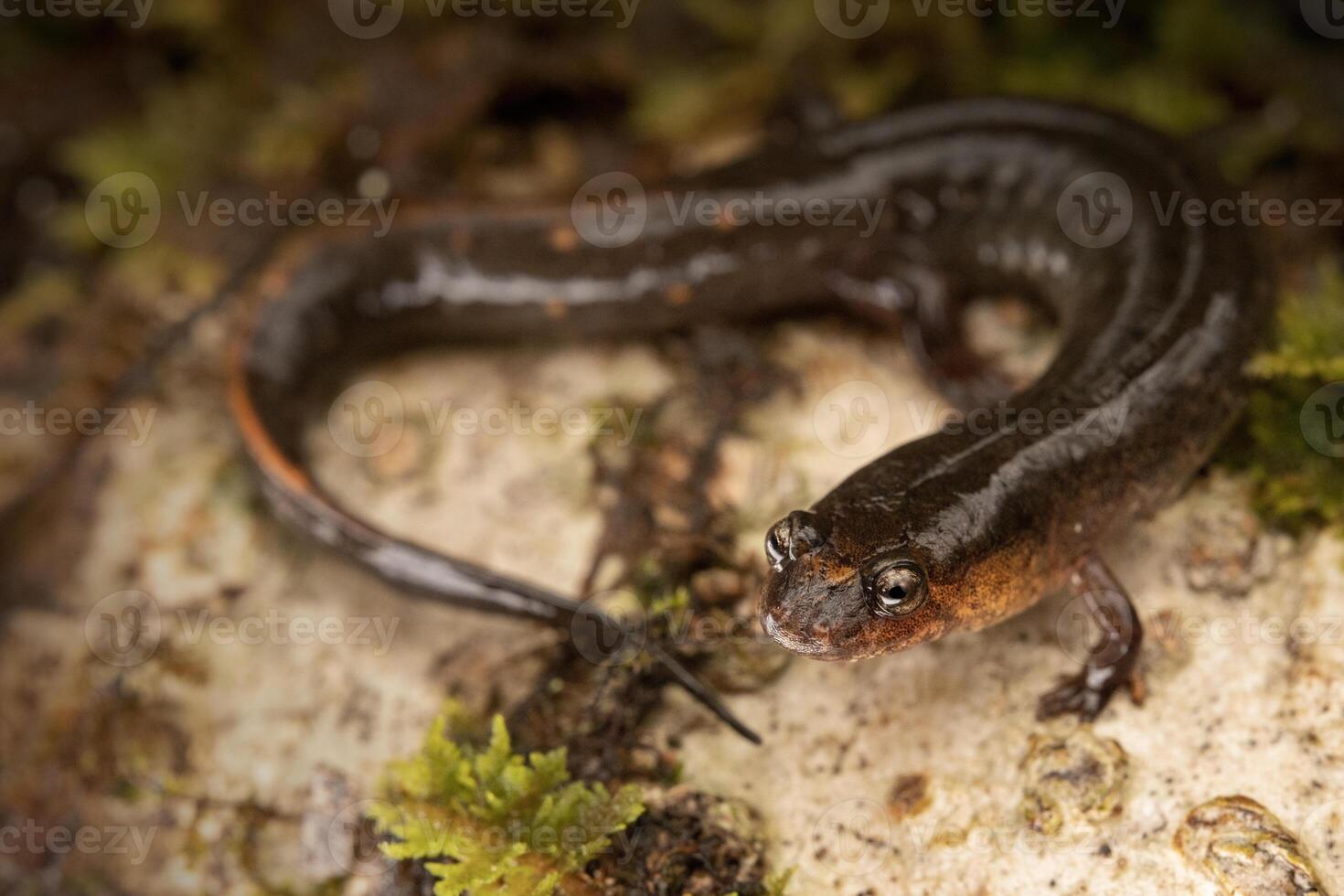 dia dos namorados sulista obscuro salamandra, desmognathus namorados foto