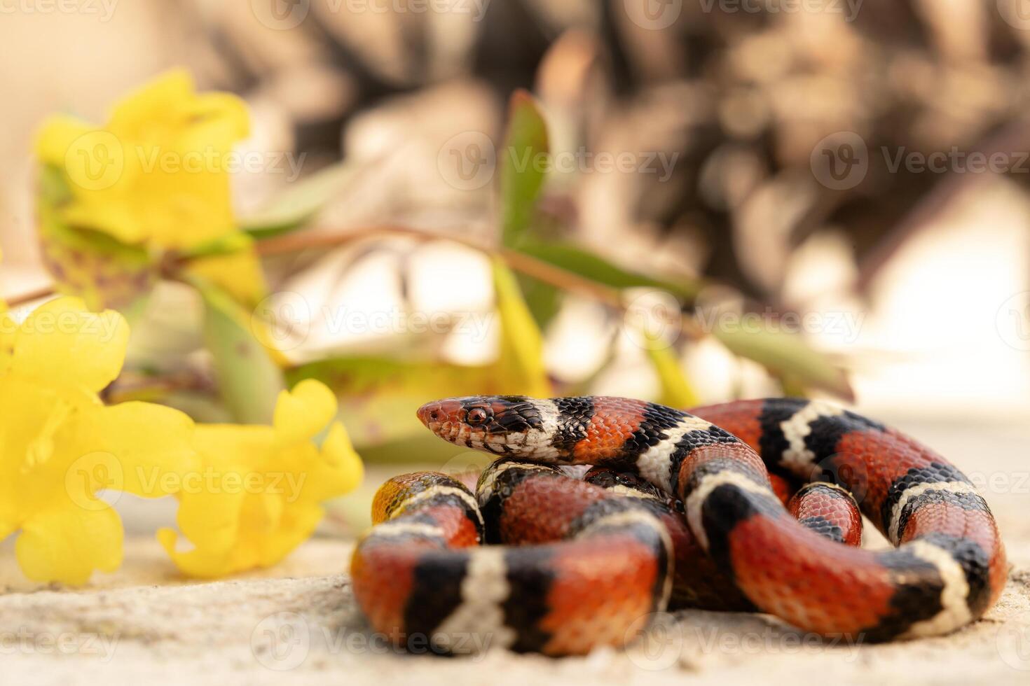 escarlate rei cobra, lampropeltis elapsoides foto