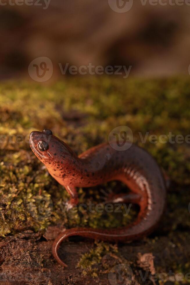 Oriental lama salamandra, pseudotritão montanus montanus foto