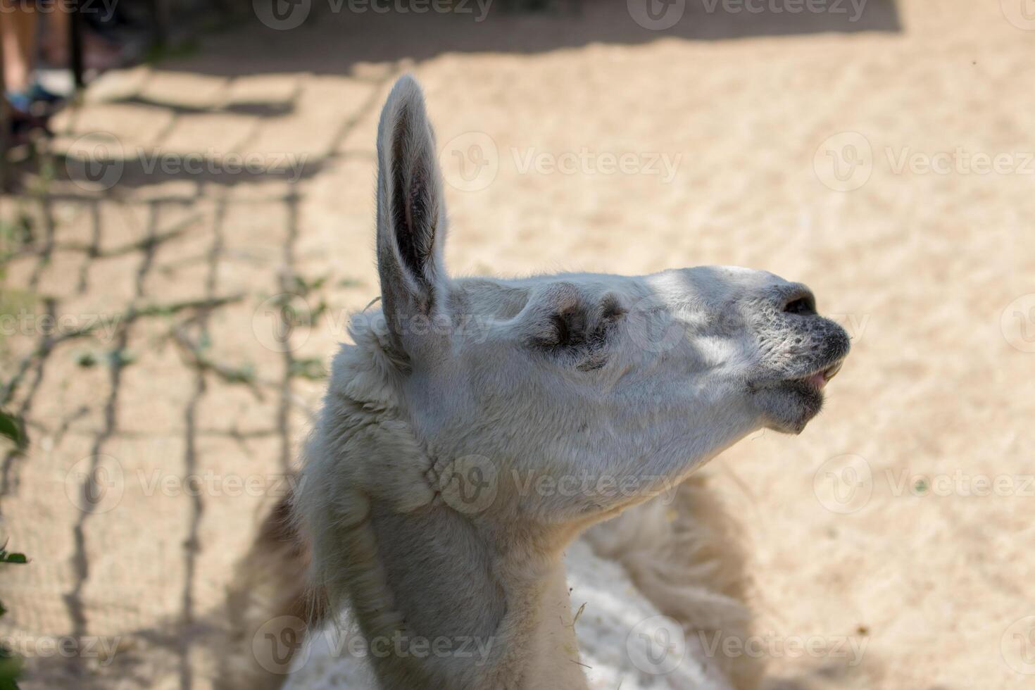 fechar-se do uma branco lhama com Está boca abrir, possivelmente no meio da mastigação, contra uma borrado fundo às Londres jardim zoológico. foto