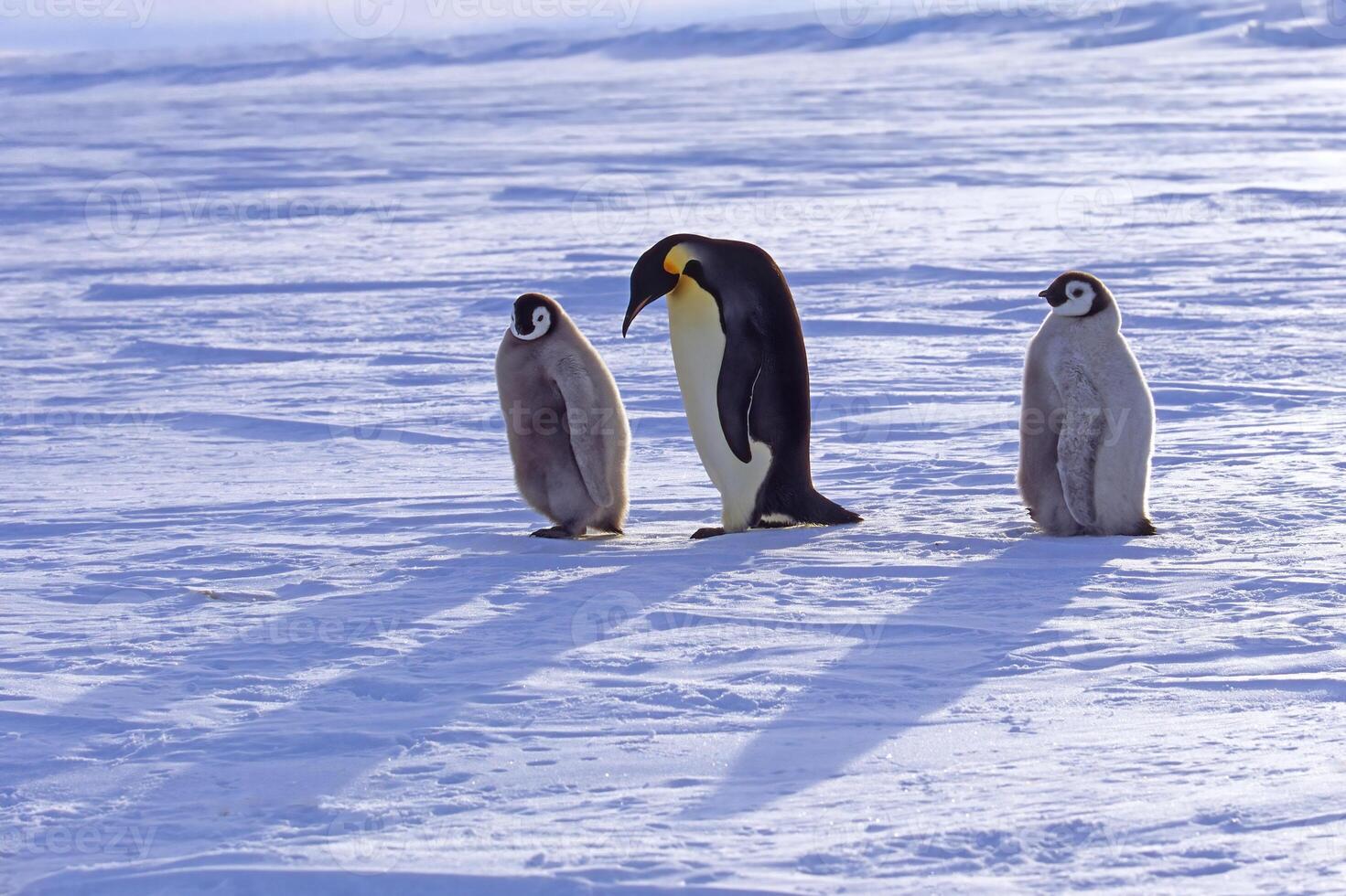 adulto e juvenil imperador pinguins, aptenoditas Forsteri, em gelo banquisa, atka baía, Weddell mar, Antártica foto