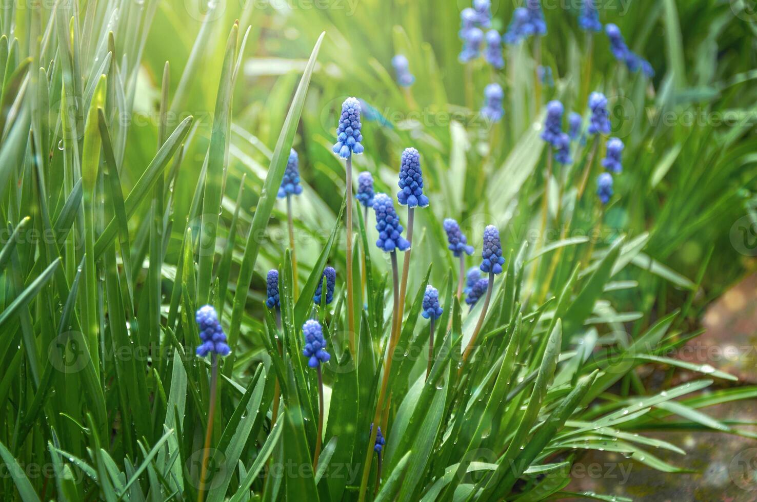 Primavera flores do muscari armeniacum entre verde Relva dentro uma Primavera jardim dentro luz solar foto