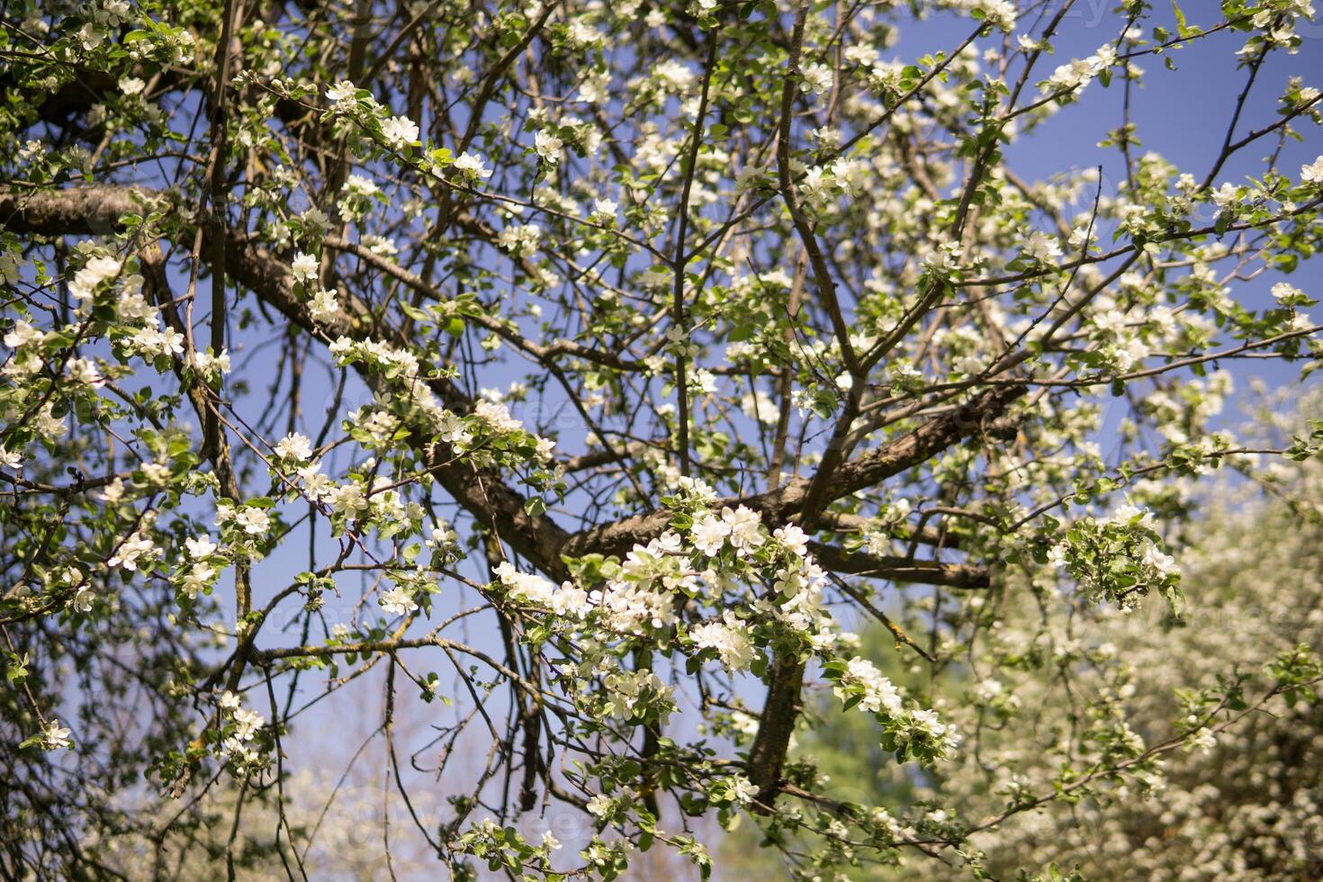 a maçã árvore dentro uma florescendo parque, a geral plano.florescendo galhos do a maçã árvore com branco flores, uma fundo do Primavera natureza foto