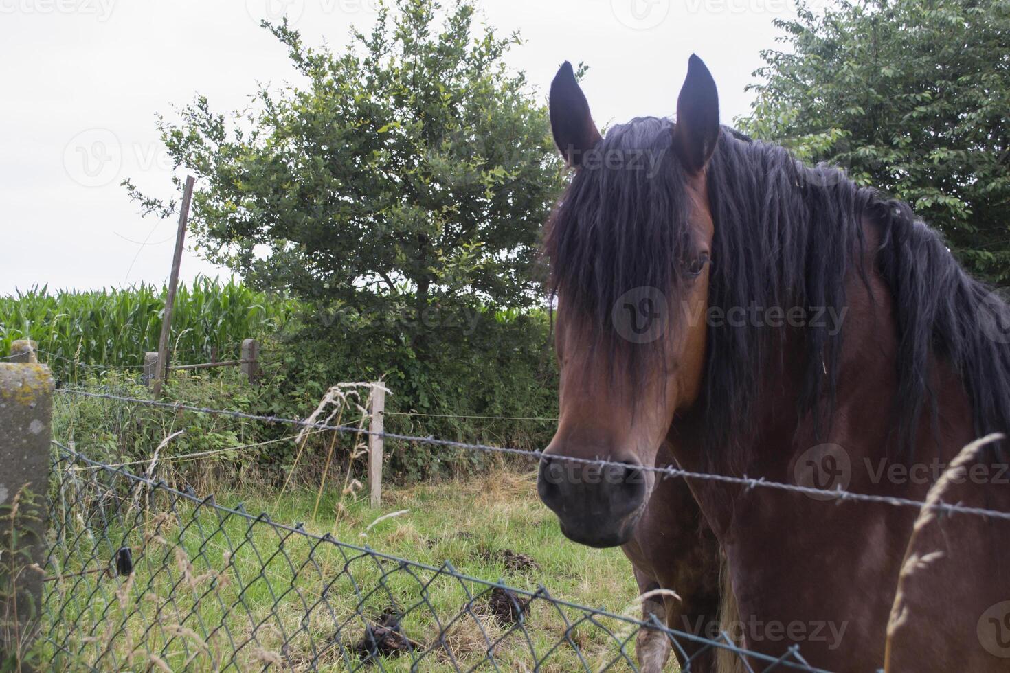 uma cavalos dentro a pasto. a criação de cavalos Fazenda. campo vida. foto