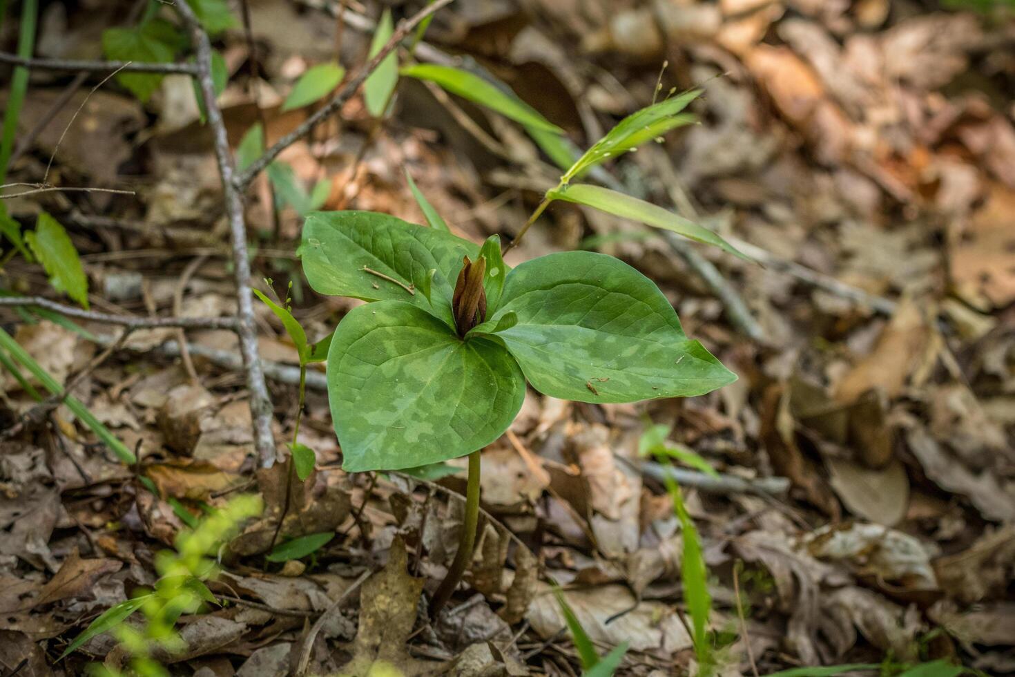 selvagem trillium ou sombra de sapo plantar foto