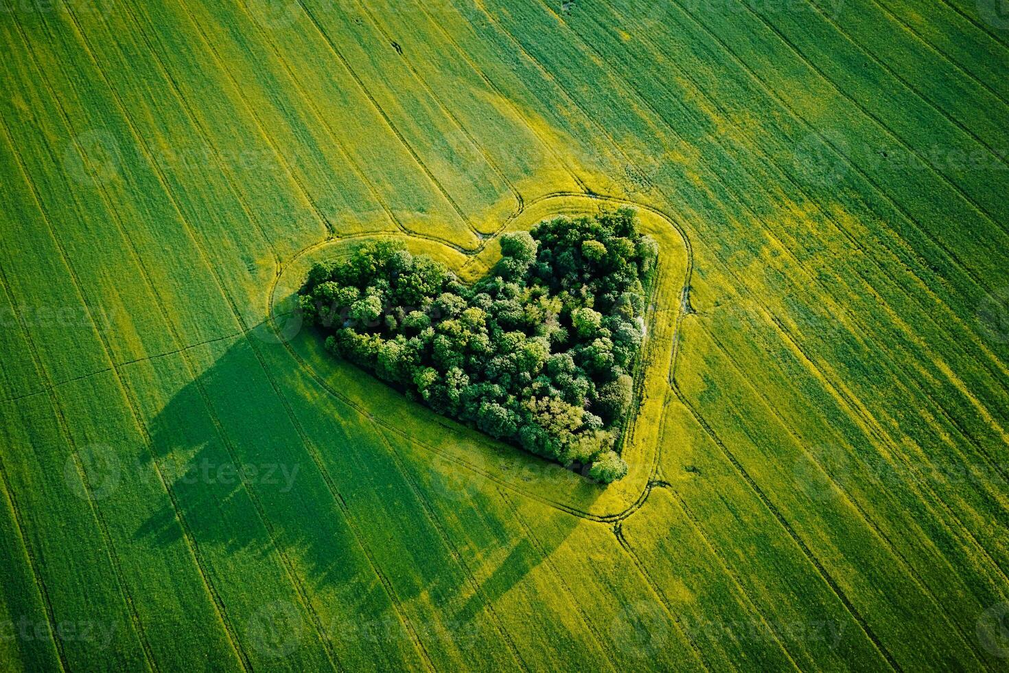 coração fez do árvores dentro colza campo, aéreo Visão foto