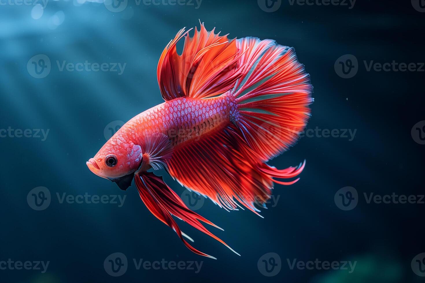 ai gerado colorida siamês brigando peixe, betta splendens.generativo ai foto