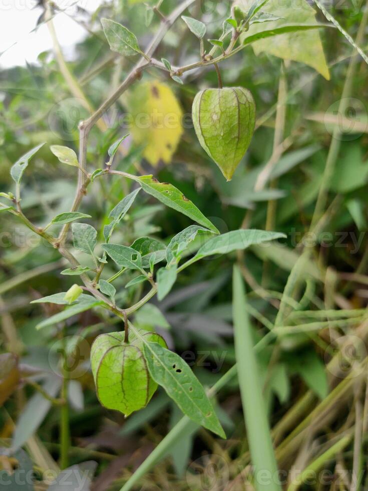 fechar acima foto do terra cereja, ciplukan, physalis peruviana plantas, ervas fruta