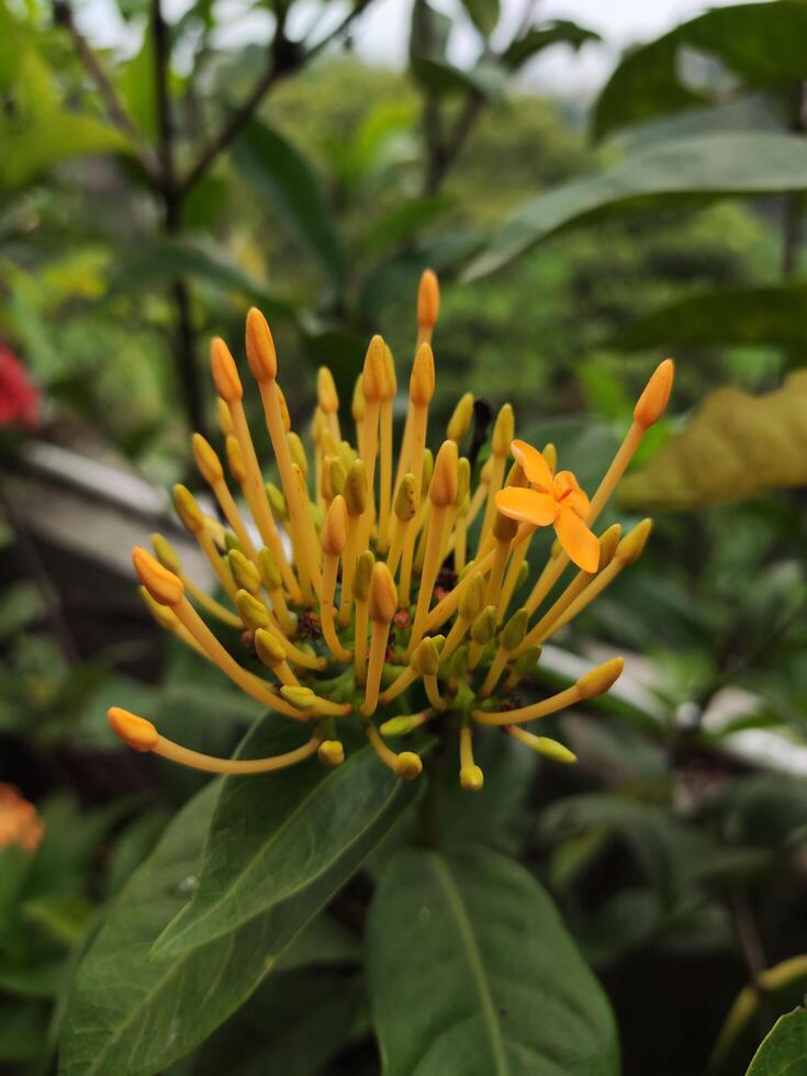 uma grupo do pequeno amarelo ixora chinensis flores cercado de Sombrio verde folhas foto