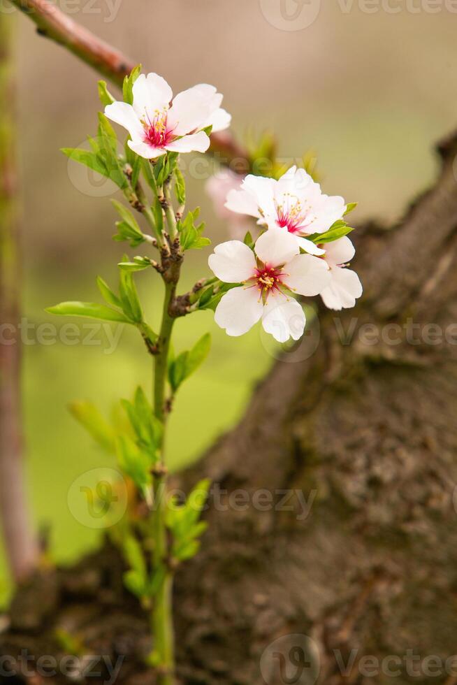 florescendo amêndoa Pomar. lindo árvores com Rosa flores florescendo dentro Primavera dentro Europa. amêndoa florescer. foto