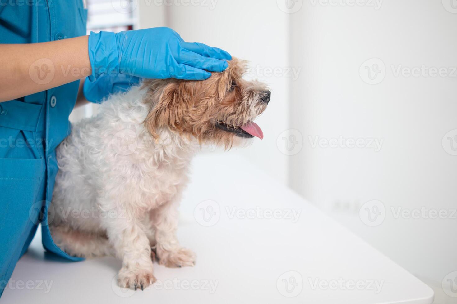 Veterinários estão realizando anual Verifica ups em cachorros para Veja para possível doenças e tratar eles rapidamente para garantir a animal de estimação saúde. veterinário é examinando cachorro dentro veterinário clínica para tratamento foto