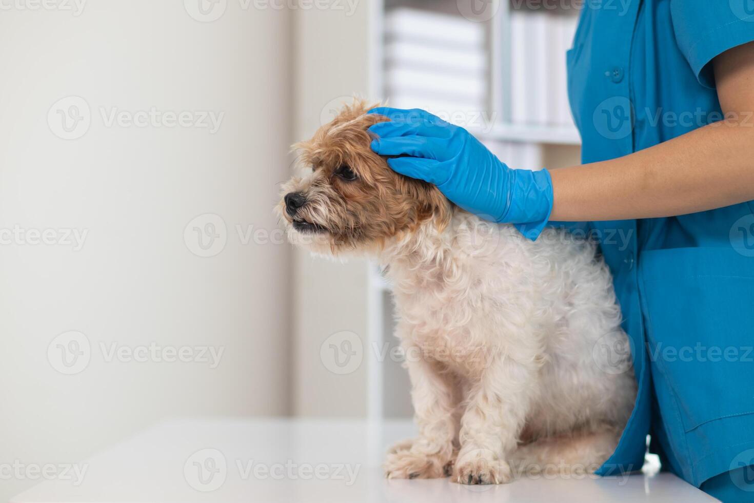 Veterinários estão realizando anual Verifica ups em cachorros para Veja para possível doenças e tratar eles rapidamente para garantir a animal de estimação saúde. veterinário é examinando cachorro dentro veterinário clínica para tratamento foto