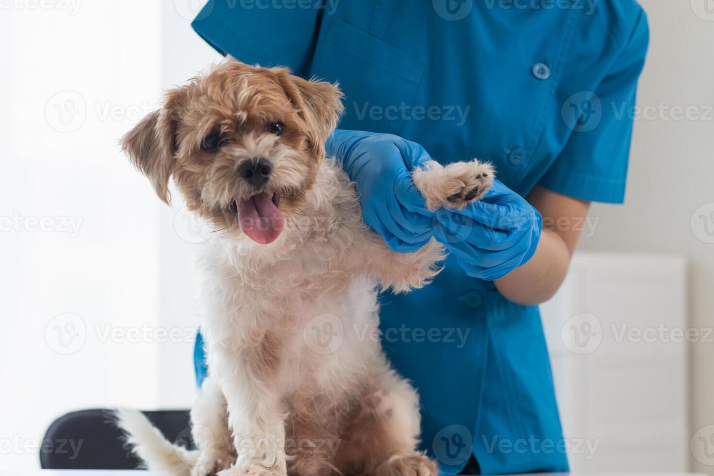 Veterinários estão realizando anual Verifica ups em cachorros para Veja para possível doenças e tratar eles rapidamente para garantir a animal de estimação saúde. veterinário é examinando cachorro dentro veterinário clínica para tratamento foto