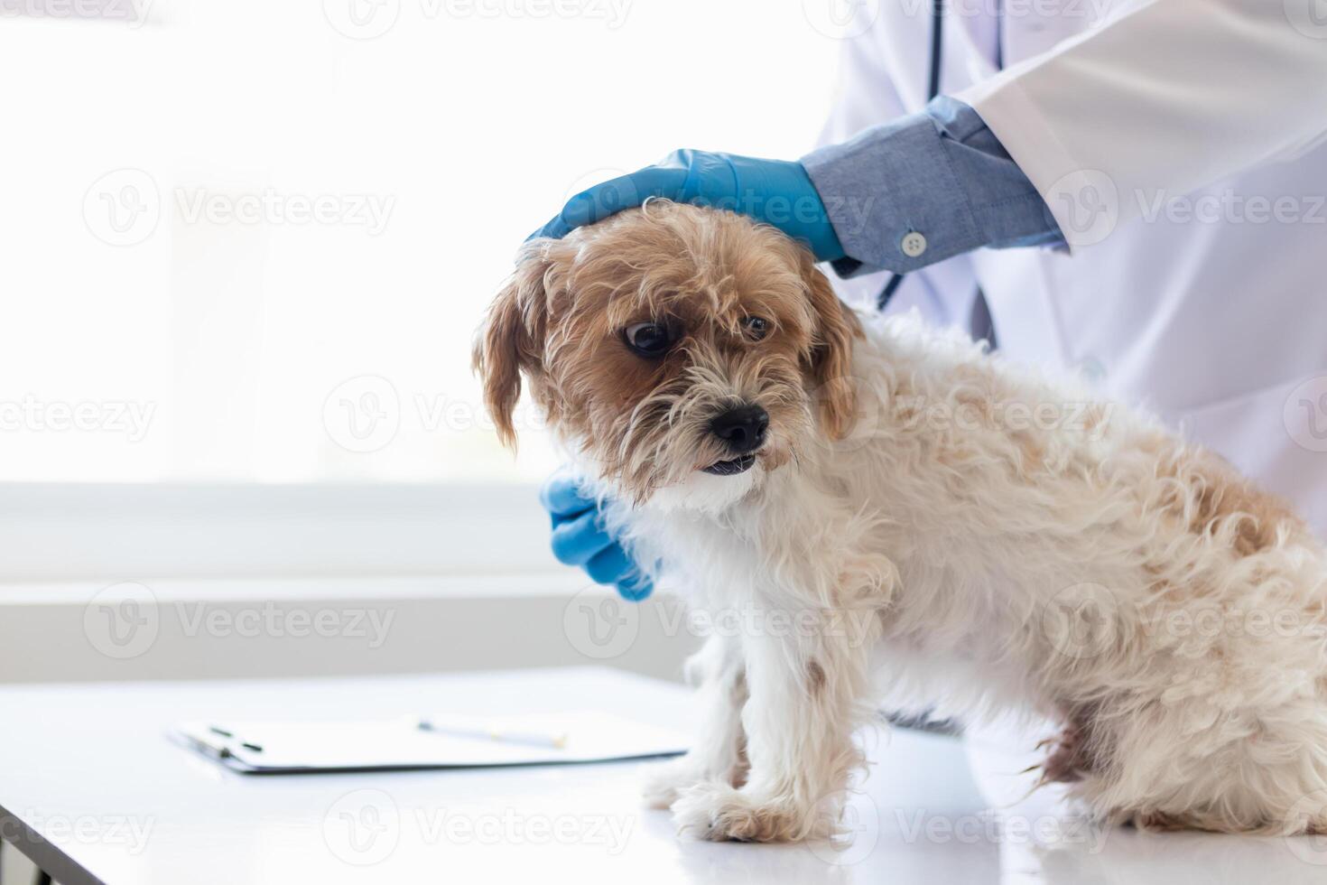 Veterinários estão realizando anual Verifica ups em cachorros para Veja para possível doenças e tratar eles rapidamente para garantir a animal de estimação saúde. veterinário é examinando cachorro dentro veterinário clínica para tratamento foto