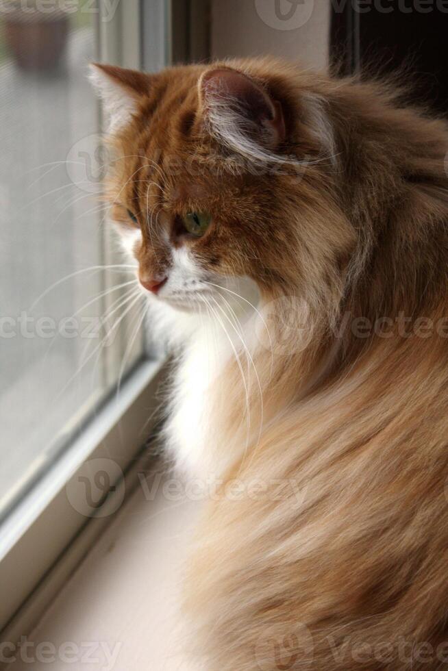 fofo grandes cabelos siberian gato dentro janela foto