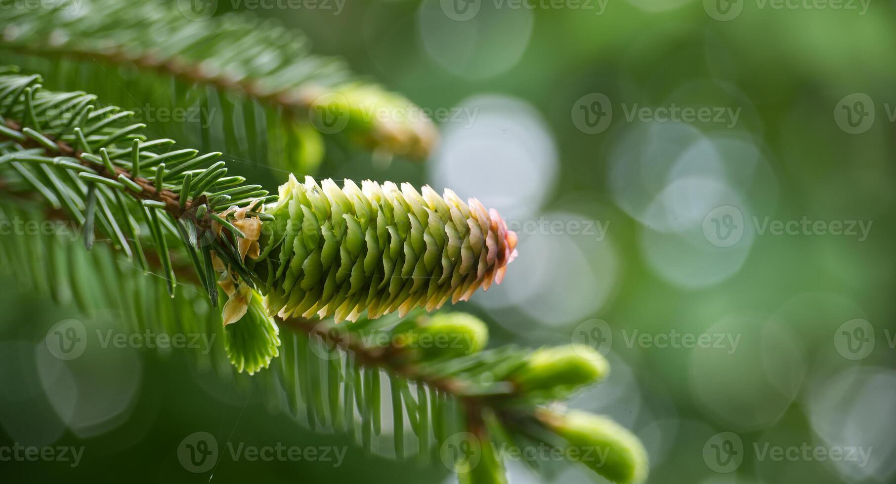 fechar acima do uma verde abeto cone dentro borrado fundo foto