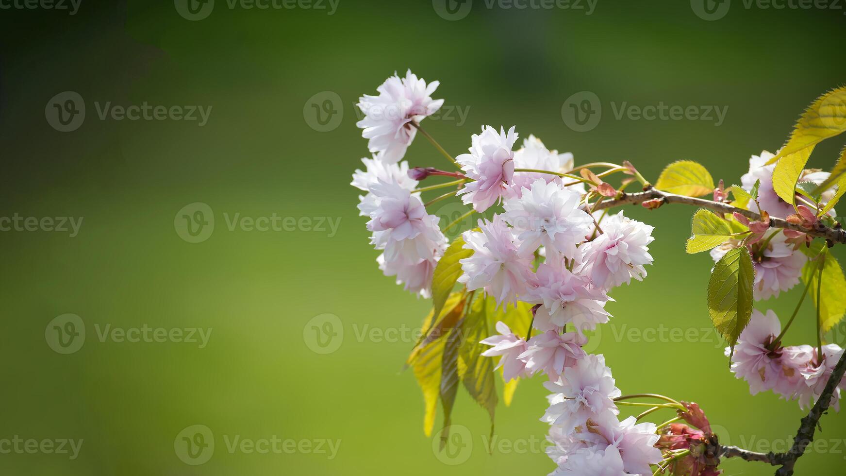 sakura flores contra uma vívido verde fundo foto