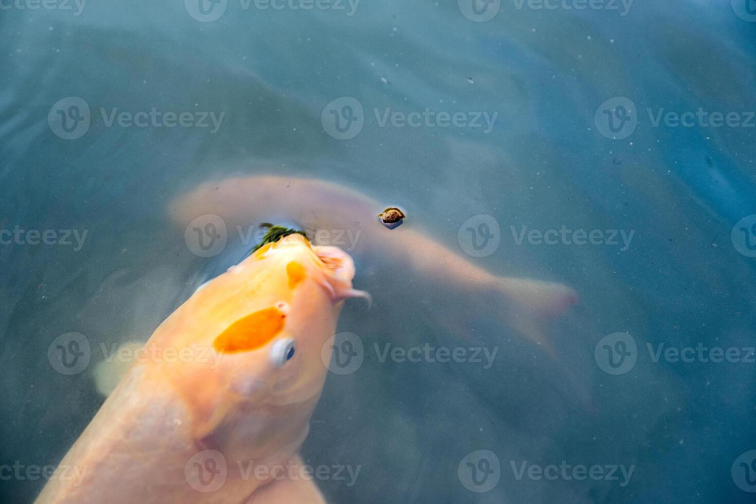 laranja koi peixe nishikigoi natação dentro lagoa com comendo alimentação foto