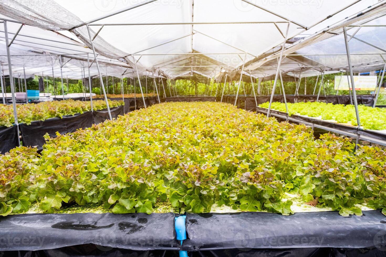 agricultura orgânico plantar verde carvalho alface dentro plantação foto